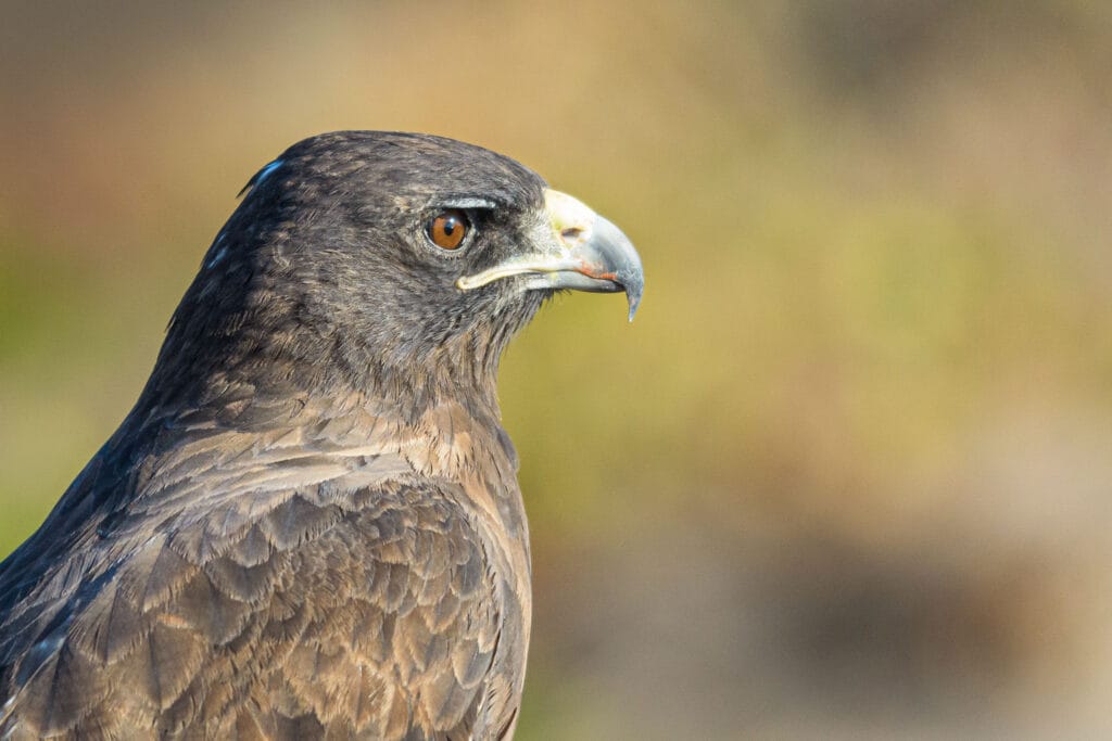 The Galapagos Hawk is one of the few land basted predators on the Islands. He really has nothing to be afraid of and often can be captured down at ground level.