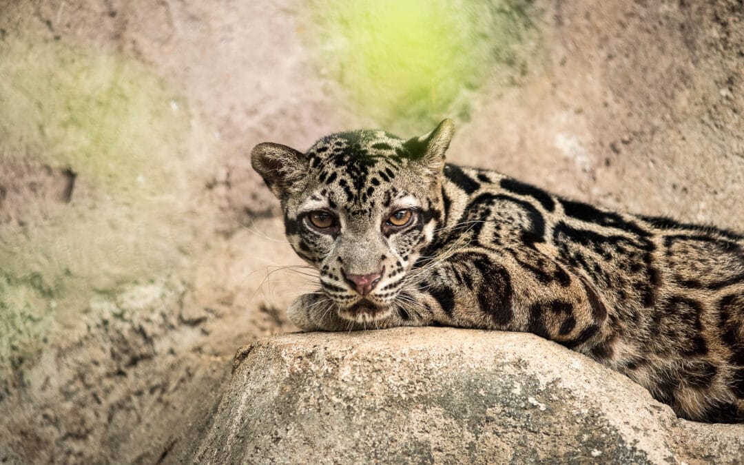 Sunda Clouded Leopard