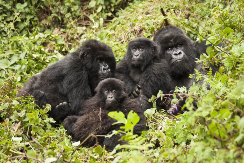 Nothing compares to Gorilla Trekking for getting up close with an iconic species. Trekkers are assigned to a group or family to prevent overcrowding. This is the Amahoro group in Volcanoes National Park in Rwanda.