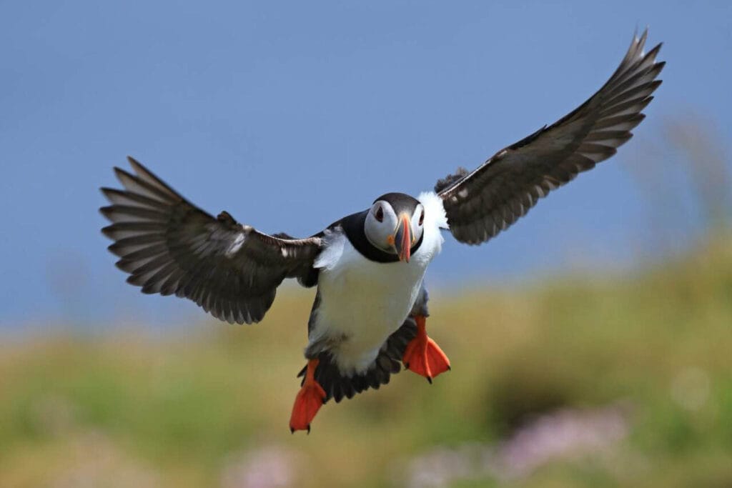 The Atlantic puffin in the flight (Fratercula arctica) coming in to land at its nesting burrow in a breeding colony on the Shetland islands