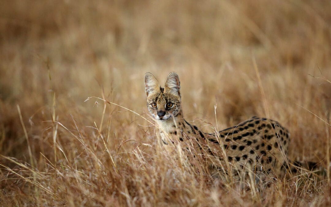 Serval