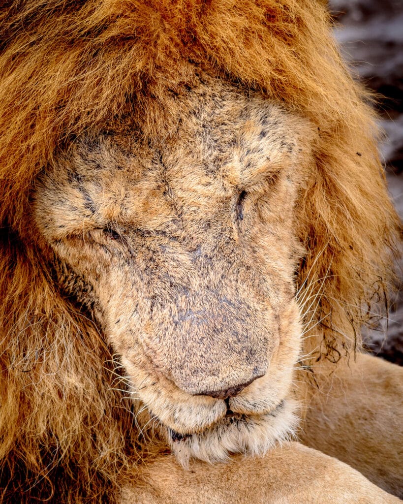 As age catches up with you the warm hot days in the Serengeti can take their toll. Sitting out in the sun all day isn't good for a lion thought to be over 15 years old.