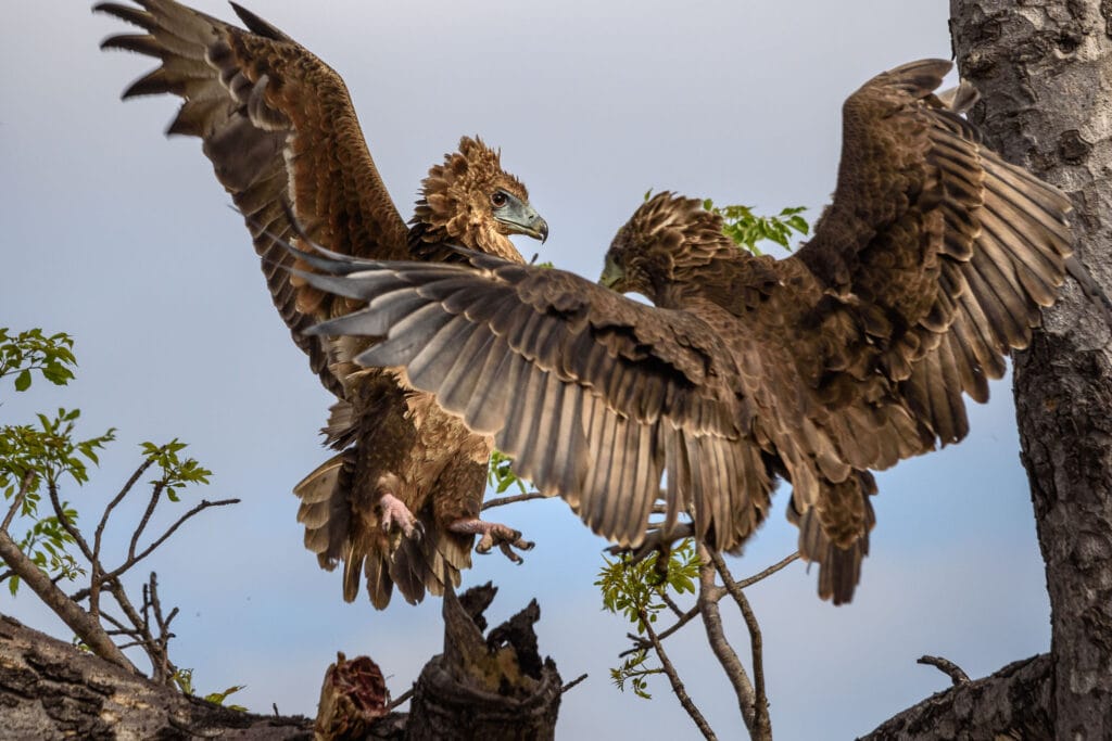 These two young brown snake eagles got into a fight over a leopard tortoise. I had been watching one alone for quite a while as he struggled to get at the interior of the tortoise's shell. Once he flew up to the tree the second came along to steal dinner.