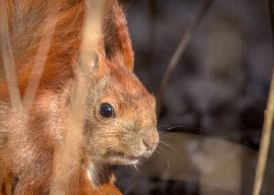 European Mammals