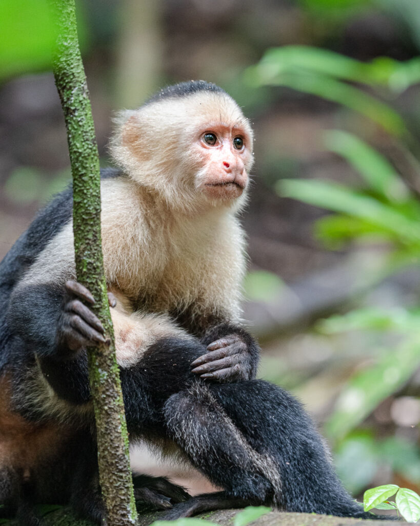 In Manuel Antonio National Park I met a group of capuchin monkeys and this watchful mother. Even though it is one of the busiest parks with tons of people this band were willing to feed near to the pathways and so gave me plenty of photo opportunities.