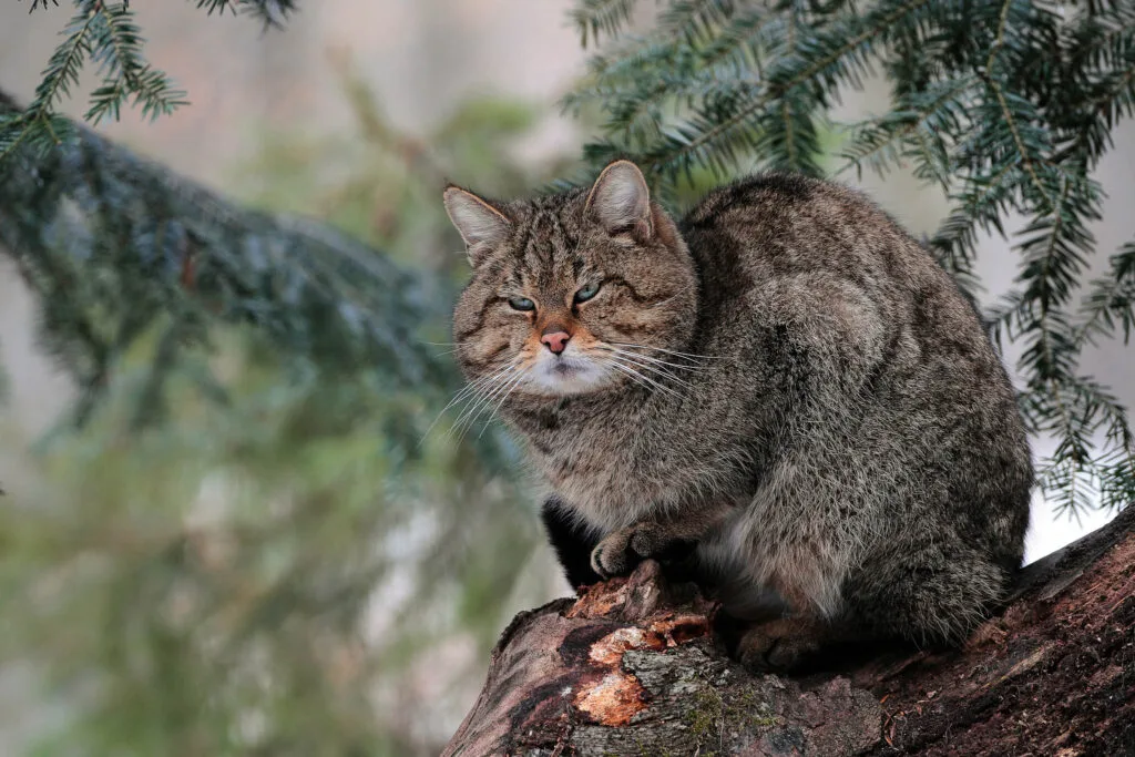 Wildcat | Felis silvestris | Chasing Wildlife