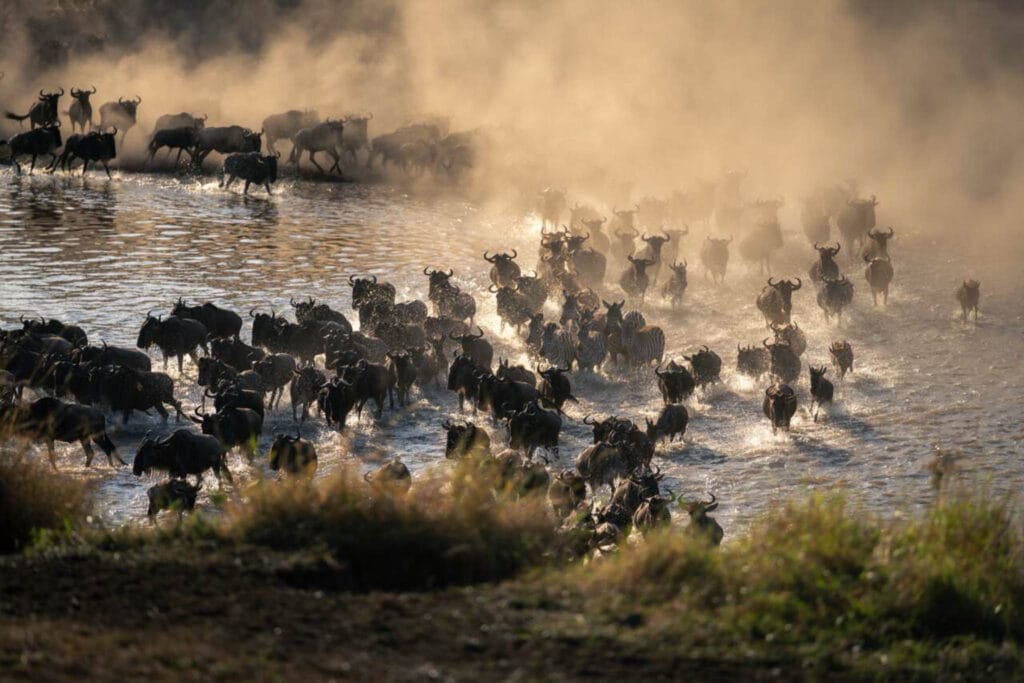 One of the most dramatic spectacles in nature is the wildebeest crossing the Grumeti River during the great migration. with up to 8000 animals crossing an hour the noise and chaos is unforgettable.