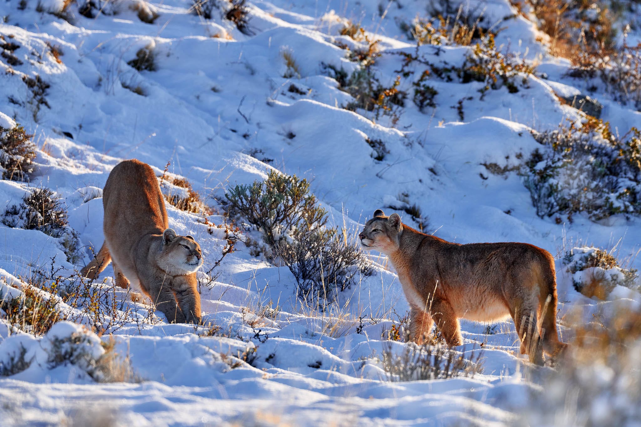 Mountain Lion Puma Concolor Chasing Wildlife Mountain Lion Puma Concolor Chasing Wildlife