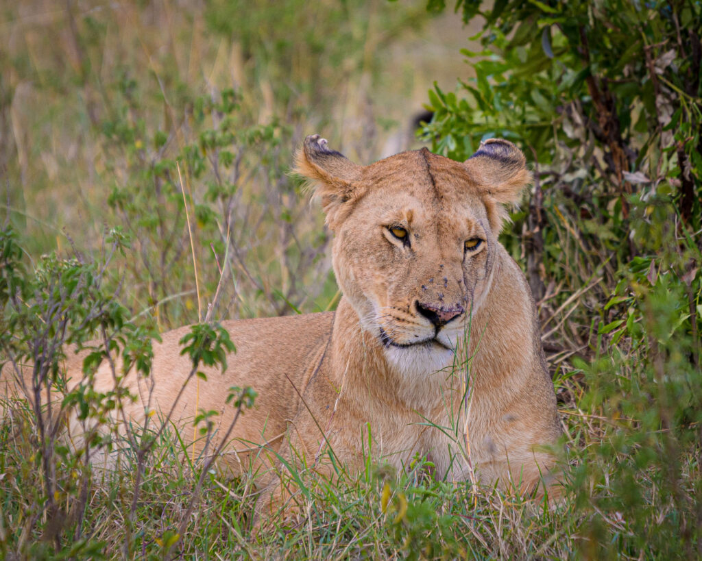 I was lucky to go straight out and find a lioness on my first game drive in the Masai Mara in Kenya. Well I thought I was lucky. Our guide explained afterwards that some animals are creatures of routine, and this lioness and her pride always took an afternoon siesta in similar places.
