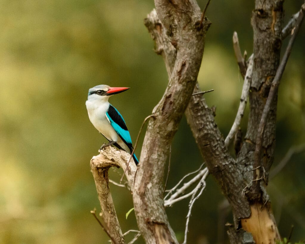 The woodland kingfisher isn't too worried about drought in the Kruger. They have adapted to living in dry areas and often the dry season leaves empty rivers for part of the year. They 'fish' for insects when the rivers are dried up.