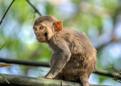 Asian Mammals