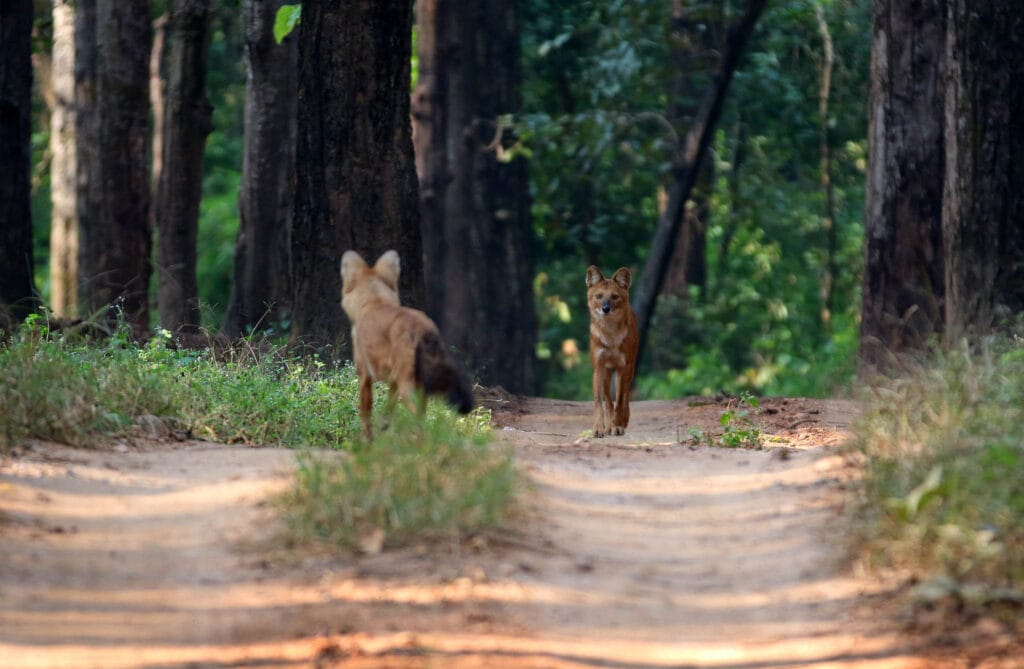 A pair of Dholes (Cuon alpina) on a road in Kanha National Park