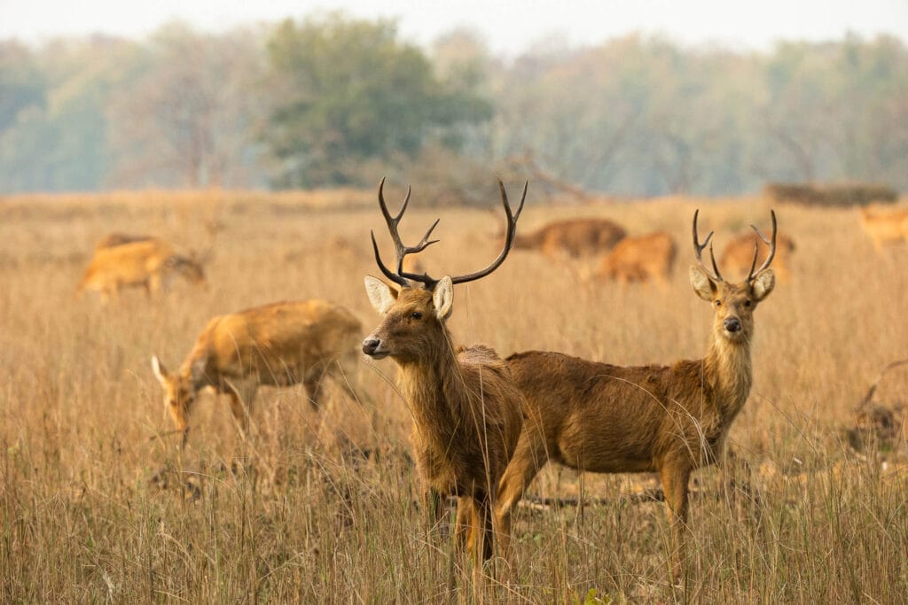 Barasingha (Rucervus duvaucelii) in Kanha National Park, India