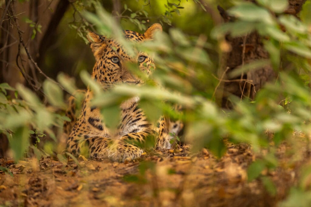 Indian Leopard (Panthera pardus fusca) hiding in the lush undergrowth of the monsoon.