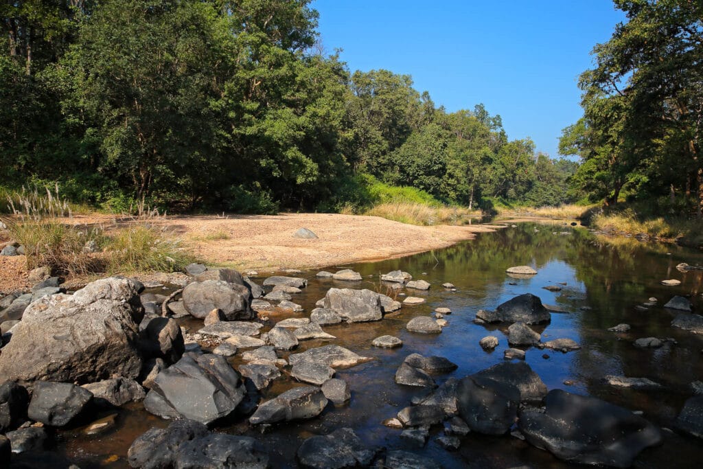 Waterholes and rivers are good places to find tigers in the dry season in Kanha National Park