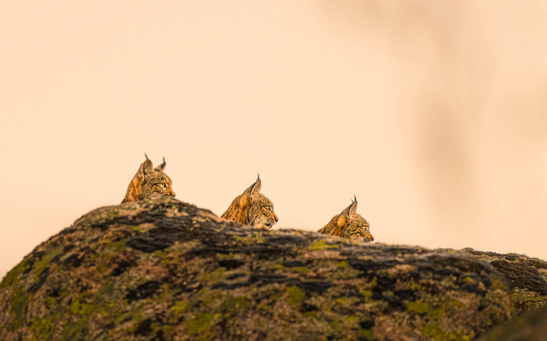 There must be something that these 3 lynx siblings are looking at. Three in a row in the soft morning light.