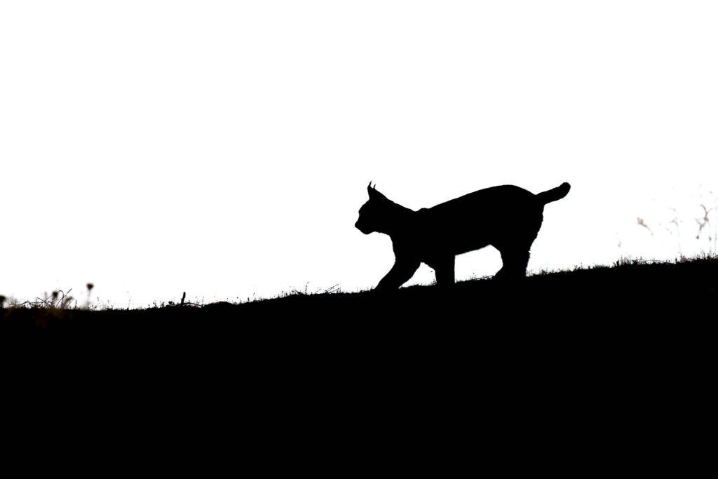 A kitten against the light... what you get isa pretty silhouette.